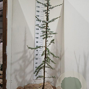 Cedrus l. 'Glauca' 175-200 cm 15L