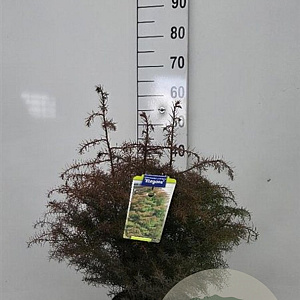 Cryptomeria j. 'Elegans' 30-40 cm 5,0L