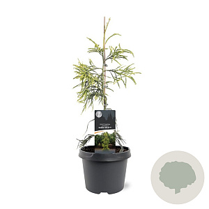 Cryptomeria j. 'Kyara Gold' 40-50 cm 3,0L