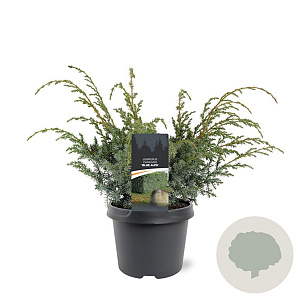 Juniperus chin. 'Blue Alps' 30-40 cm 3,0L