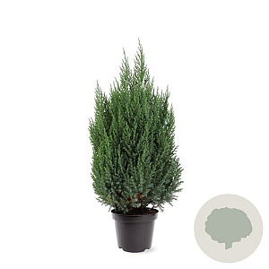 Juniperus chin. 'Stricta' 60-80 cm 7,5L