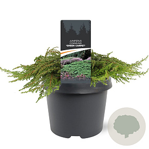 Juniperus comm. 'Green Carpet' 30-40 cm 3,0L
