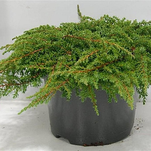 Juniperus comm. 'Green Carpet' 40-50 cm 5,0L