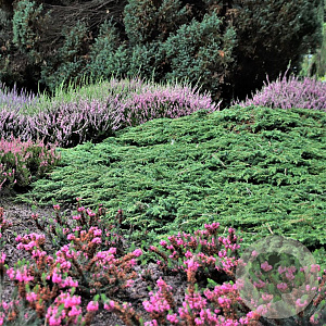 Juniperus comm. 'Green Carpet' 40-50 cm 5,0L