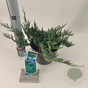Juniperus h. 'Blue Chip' 20-25 cm 3,0L