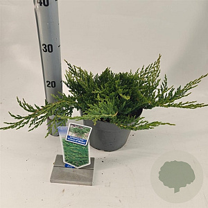 Juniperus h. 'Prince of Wales' 20-25 cm 3,0L