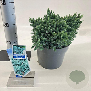 Juniperus squamata 'Blue Star' 20-25 cm 3,0L