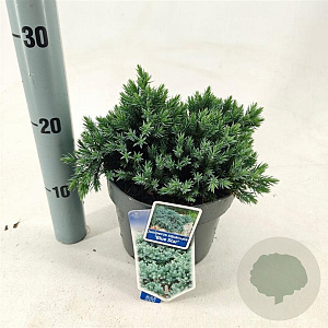 Juniperus squamata 'Blue Star' 20-25 cm 3,0L