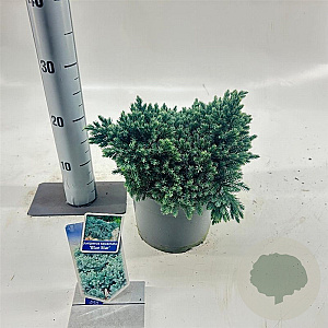 Juniperus squamata 'Blue Star' 20-25 cm 3,0L