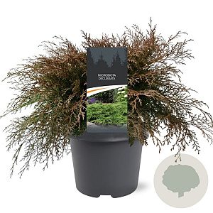 Microbiota decussata 40-50 cm 5,0L