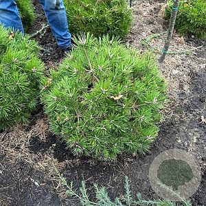 Pinus dens. 'Low Glow' 70 cm 25L Potgedrukt