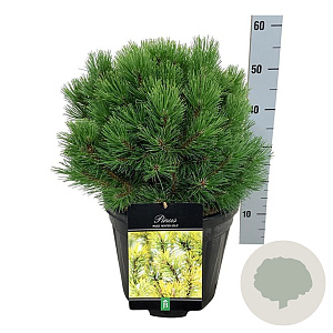 Pinus mugo 'Winter Gold' 60 cm 10L