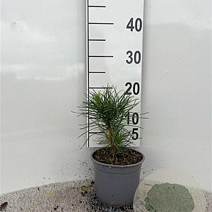 Pinus nigra nigra 15-20 cm 2,0L