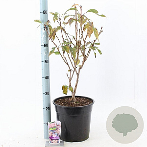 Prunus 'Accolade' 100-120 cm 10L