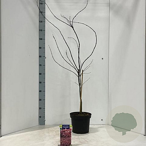 Acer pal. 'Firecracker' 40-50 cm 5,0L