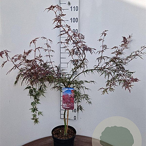 Acer pal. 'Firecracker' 40-50 cm 5,0L