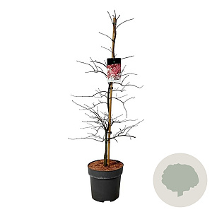 Acer pal. 'Garnet' 100-125 cm 14L