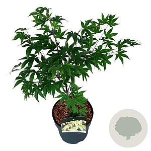 Acer pal. 'Osakazuki' 40-50 cm P21