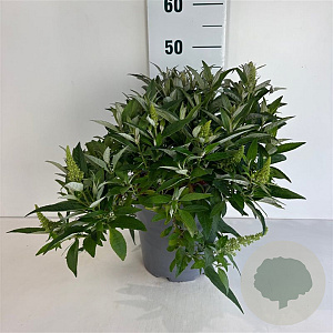 Buddleja d. B. Candy Little White 30-40 cm 6,5L