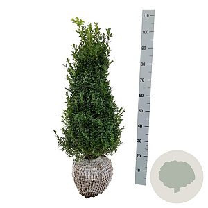 Buxus sempervirens 60-80 cm met kluit struik