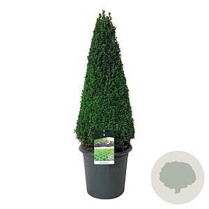 Buxus sempervirens 90-100 cm 17L piramide antraciet