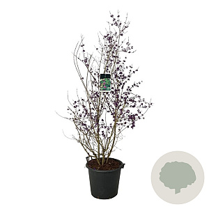 Callicarpa bod. 'Profusion' 170-200 cm cont. 55L extra