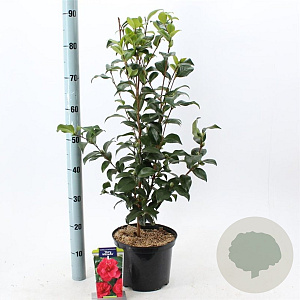 Camellia ret. 'Mary Williams' 60-70 cm 5,0L