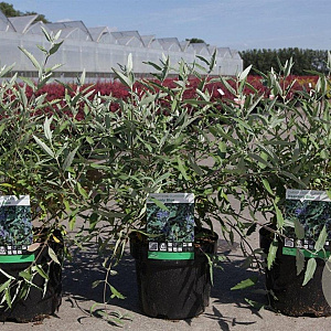 Caryopteris cland. 'Heavenly Blue' 30-40 cm 3,5L