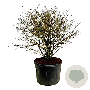 Euonymus alatus 150-175 cm cont. 230L solitair