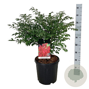 Euonymus alat. 'Compactus' 50-60 cm 15L