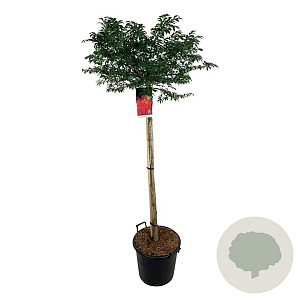 Euonymus alat. 'Compactus' 120-140 cm 30L