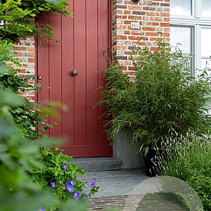 Fargesia robusta 'Wenchuan' 60-80 cm 6L