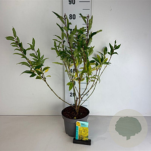 Forsythia int. 'Spectabilis' 50-60 cm 35L