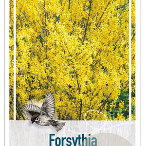 Forsythia int. 'Spectabilis' 60-80 cm 10L