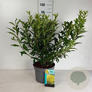 Forsythia int. 'Spectabilis' 60-80 cm 10L