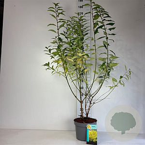 Forsythia int. 'Spectabilis' 100-125 cm 10L