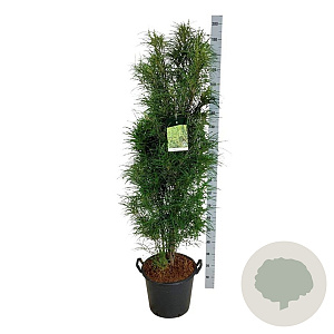 Frangula alnus Fine Line 150-175 cm 30L extra
