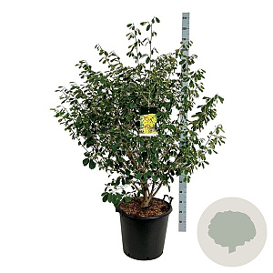 Hamamelis int. 'Arnold Promise' 100-125 cm cont. 55L extra