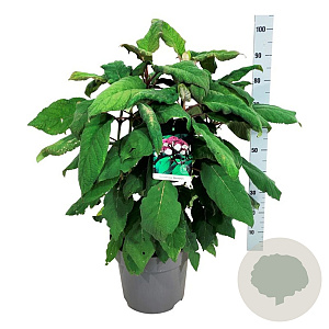 Hydrangea asp. 'Macrophylla' 60-80 cm 15L