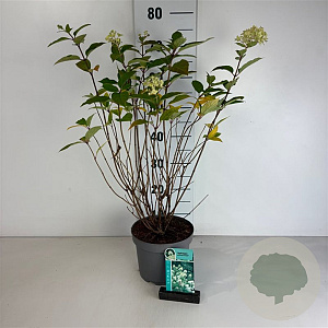 Hydrangea pan. 'Limelight' 50-60 cm 35L