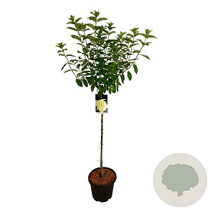 Hydrangea pan. 'Limelight' 90 cm stam 15L