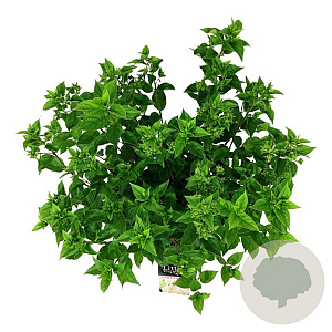 Hydrangea pan. Little Lime 50-60 cm 15L