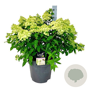 Hydrangea pan. Little Lime 50-60 cm 15L