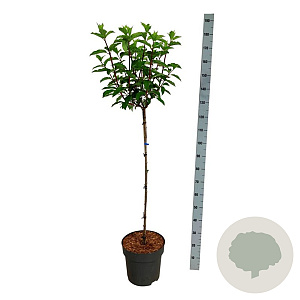 Hydrangea pan. Vanille-Fraise 90 cm stam 15L