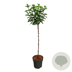 Hydrangea pan. Vanille-Fraise 90 cm stam 15L