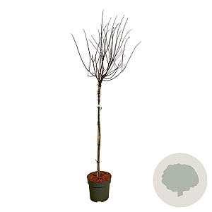 Hydrangea pan. Vanille-Fraise 120 cm stam 15L