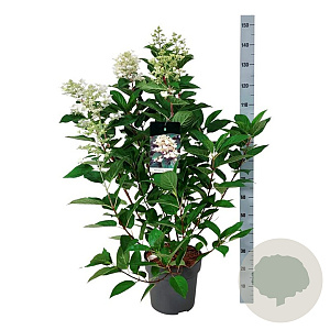 Hydrangea pan. 'Wim's Red' 60-80 cm 15L