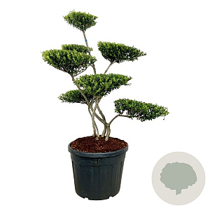 Ilex crenata 'Green Hedge' 125-150 cm cont. 90L