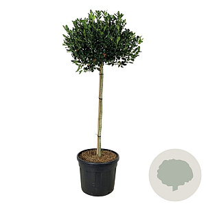 Ilex 'Nellie R. Stevens' 120 cm stam cont. 90L extra