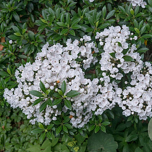 Kalmia lat. 'Elf' 30-40 cm 5,0L